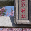 星桜影