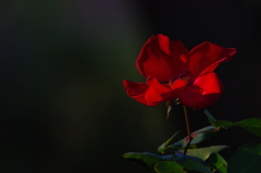 夕日に赤薔薇