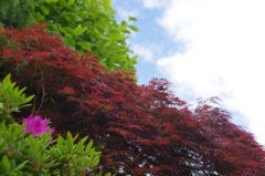 庭の花：紅葉が開き始めた