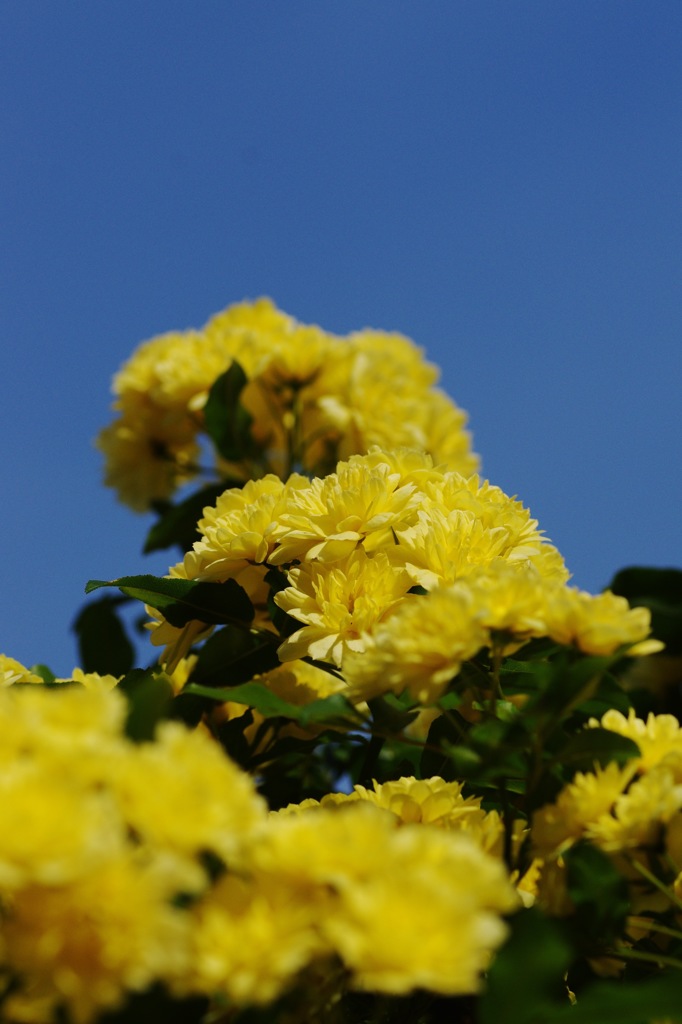 庭の花：木香薔薇