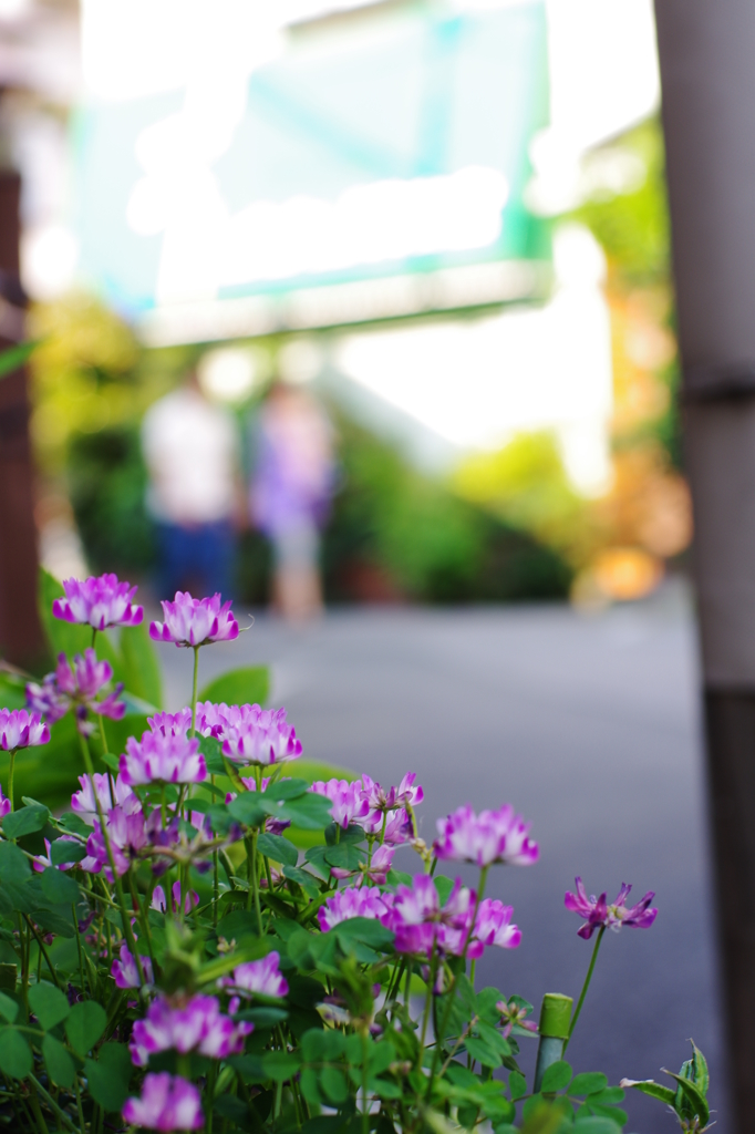 下町の蓮華