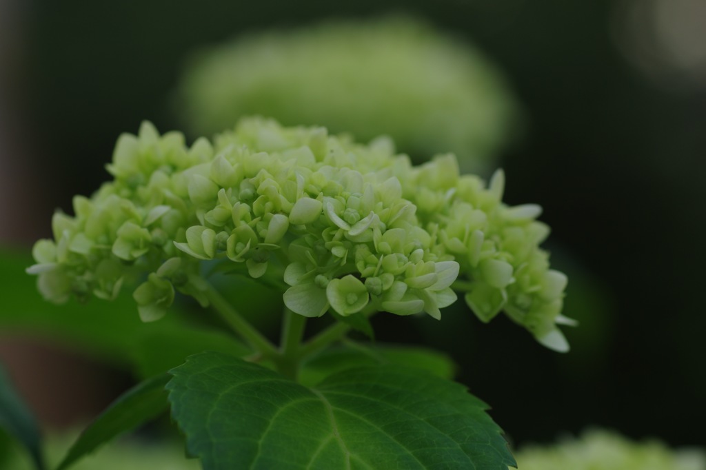 庭の花：新緑の紫陽花