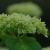 庭の花：新緑の紫陽花