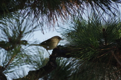 庭の鳥・松ウグイス