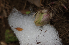 庭の植物・ふきのとう