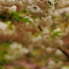八重櫻玉