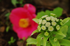 庭の花：気がつけばふきのとうが