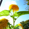 向日葵わ～い