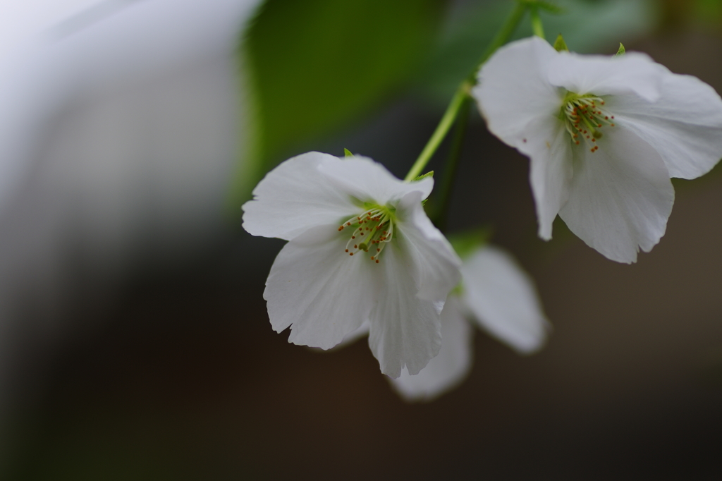 庭の花：鉢植えの桜も初開花