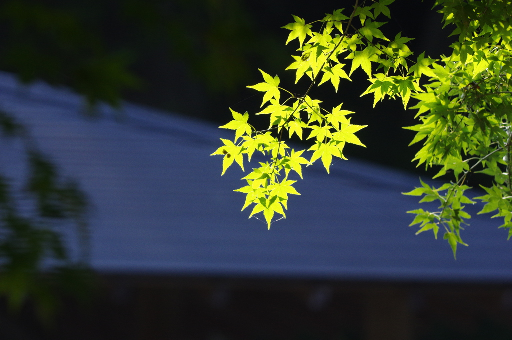 日本の秋、始まる