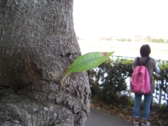一葉