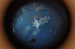 金魚鏡