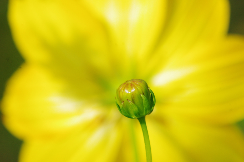 開花の裏側に蕾