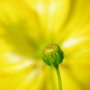 開花の裏側に蕾