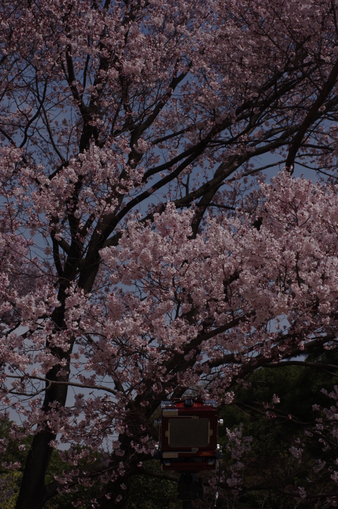 皇居の桜・どんな写りをするのだろう