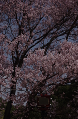 皇居の桜・どんな写りをするのだろう