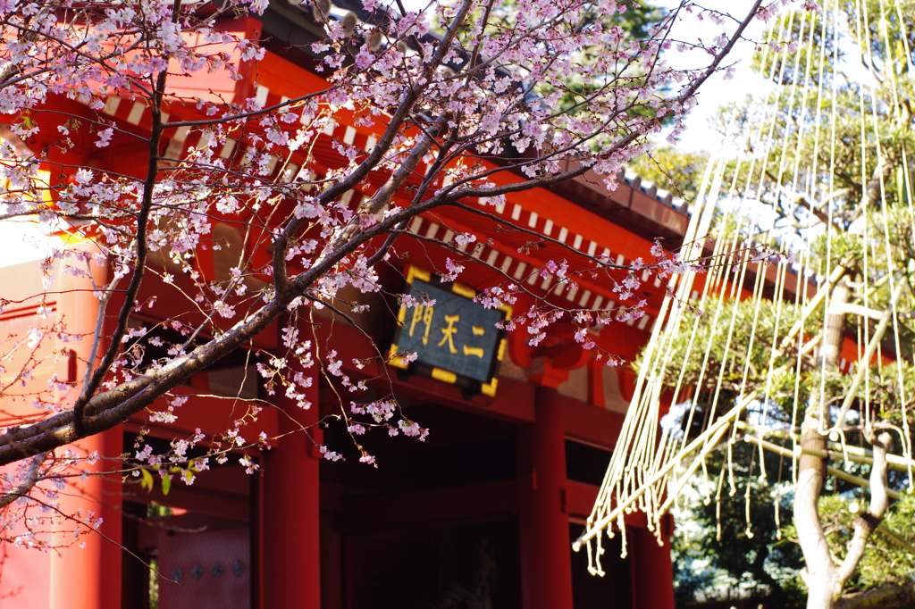 十月桜が映える