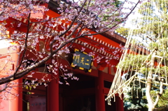 十月桜が映える