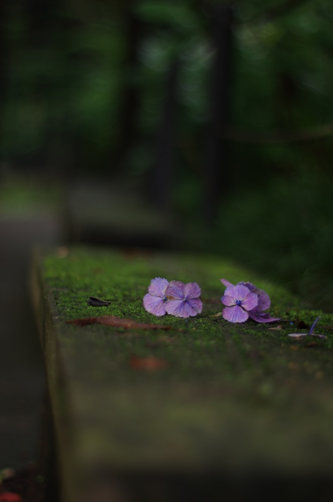 紫陽花の宴も終宴