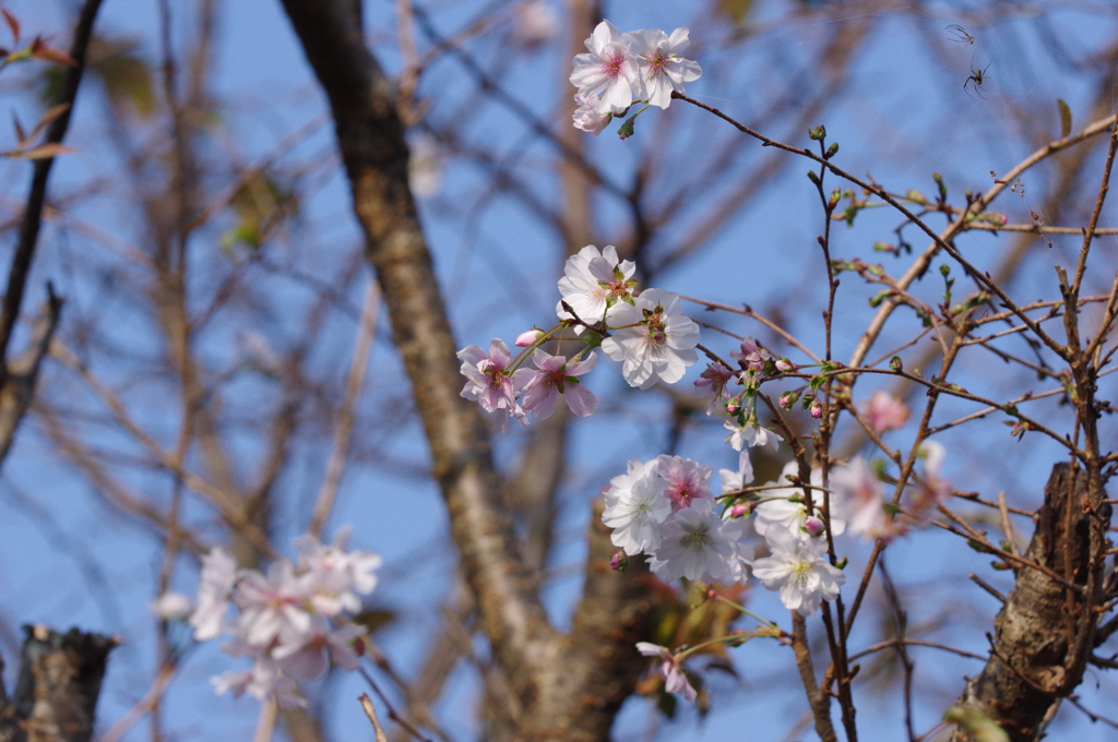 桜
