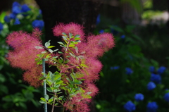 紫陽花に囲まれて