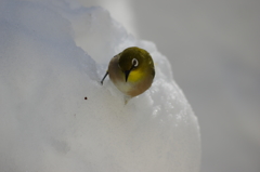 庭の鳥・雪メジロ