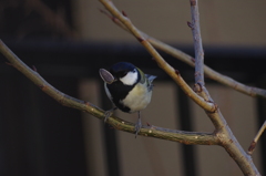 庭の鳥：シジュウカラ