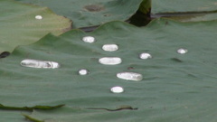 水の光