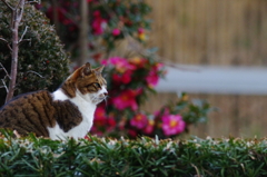 猫に椿