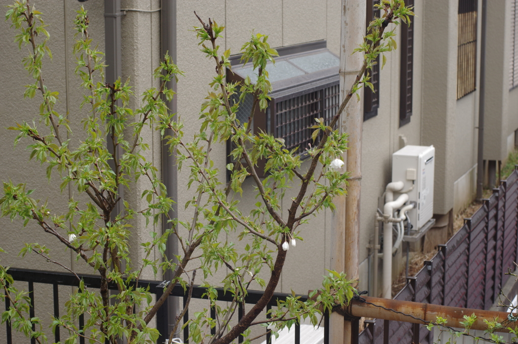 【祝開花】庭の花・桜