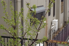 【祝開花】庭の花・桜