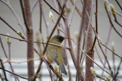庭の鳥・アカハラ
