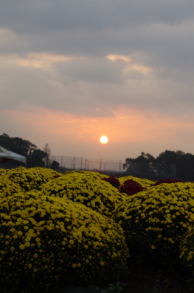 夜明け菊