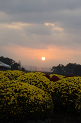 夜明け菊