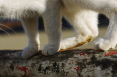 Ｎｅｋｏバランス