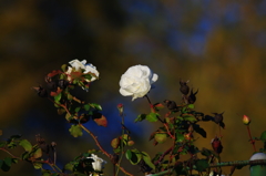 白薔薇の光