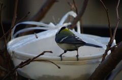 庭の鳥・シジュウカラ（この向日葵の種いらない、ポイッ）