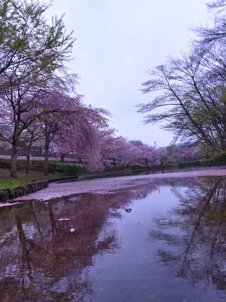 桜の花びら散るごとに、桜の花びらに染まる