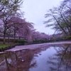 桜の花びら散るごとに、桜の花びらに染まる