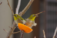 庭の鳥・メジロべー