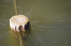 氷根