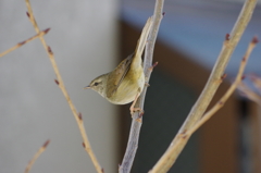 庭の鳥・桜蕾ウグイス