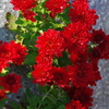 紅菊