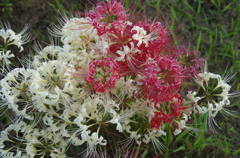 花火