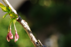 庭の花：今年も庭の大島桜がふくらんだ＾＾