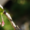 庭の花：今年も庭の大島桜がふくらんだ＾＾