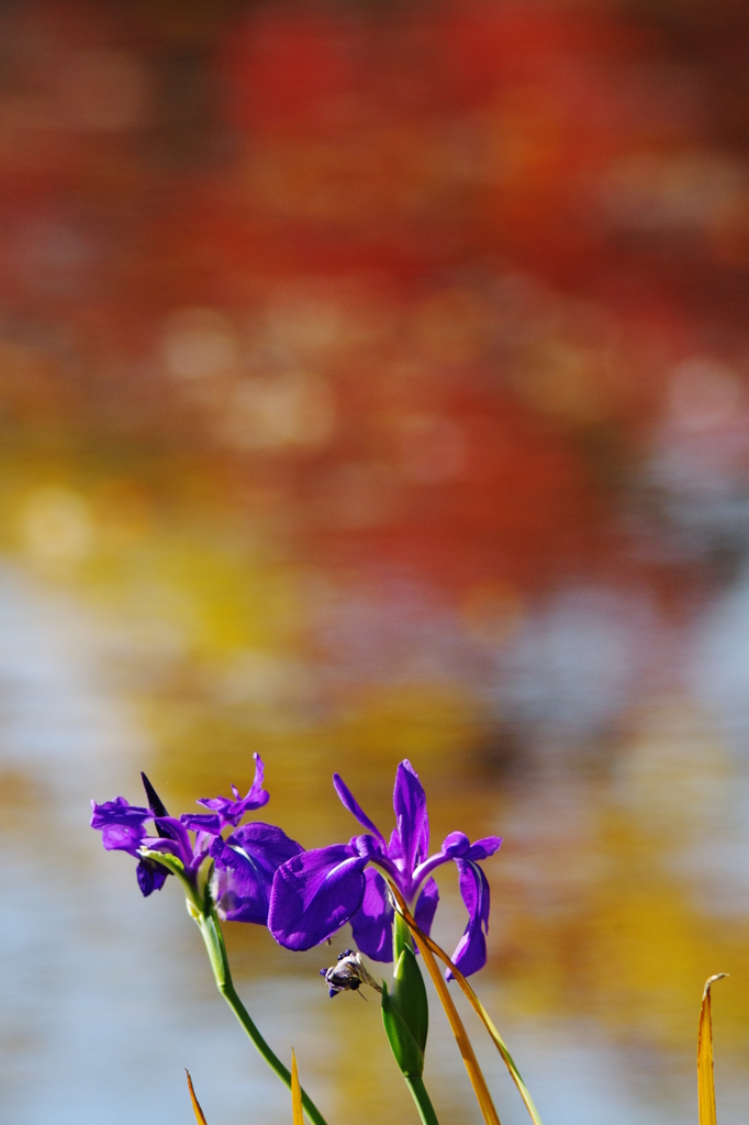 紅葉に染まらぬ主張