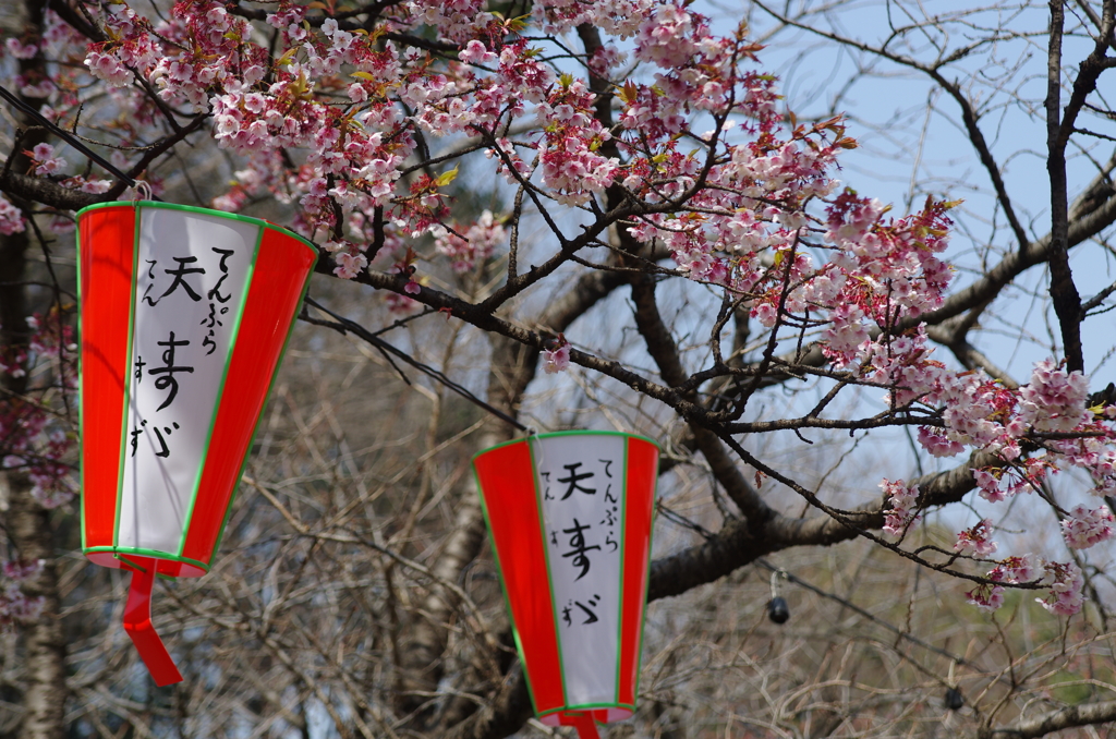 桜の季節が始まった