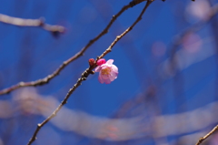桜咲く春近し