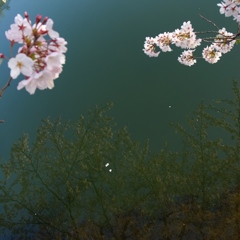 水色桜色